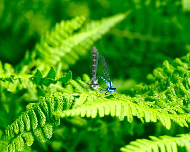 Close-up of damselfly on plant