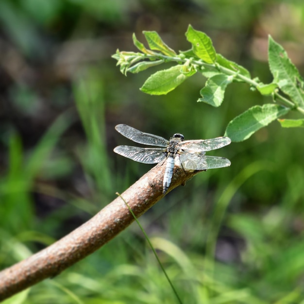 Photo close-up of damselfly on plant