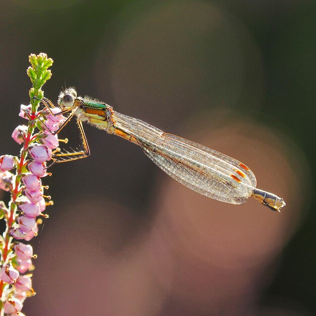 Photo close-up of damselfly pollinating flowers