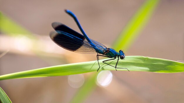 Photo close-up of damselfly resting or watching on a reed leaf above the river in a summer day sunlight