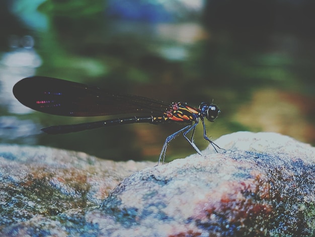 Close-up of damselfly on rock