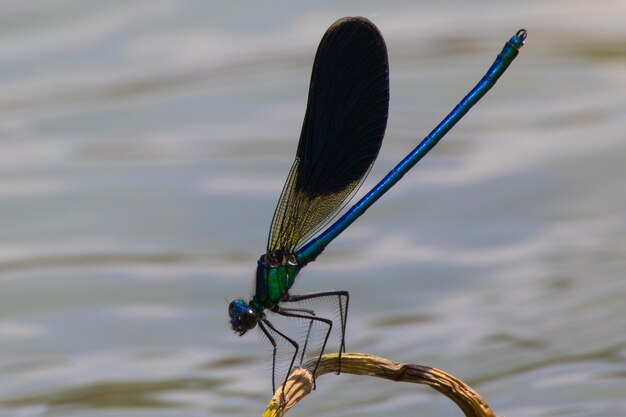 Foto close-up di una damigella sul gambo vicino al lago