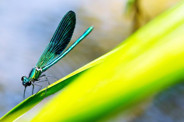 Photo close-up of damselfly