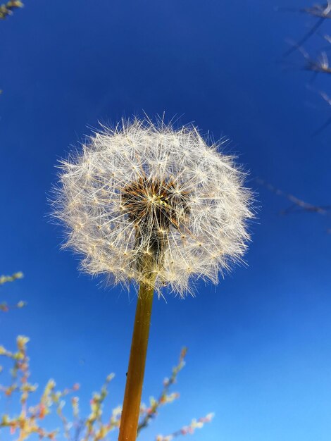 Close-up of dandelion against blue sky