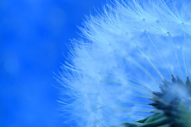 Close-up of dandelion against blue sky