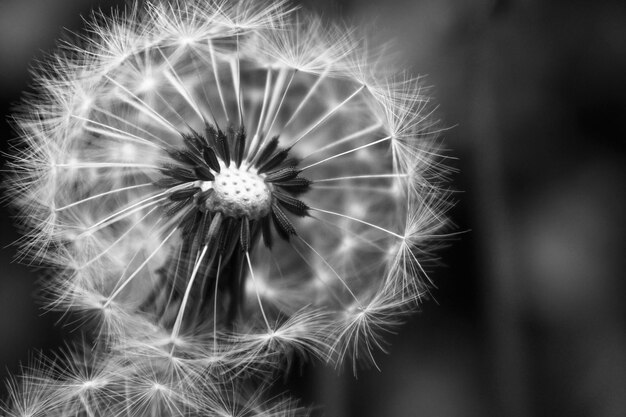 Close-up of dandelion against blurred background