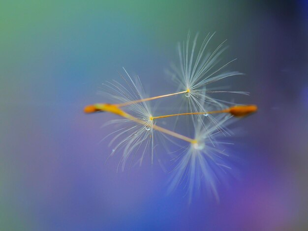 Photo close-up of dandelion against blurred background