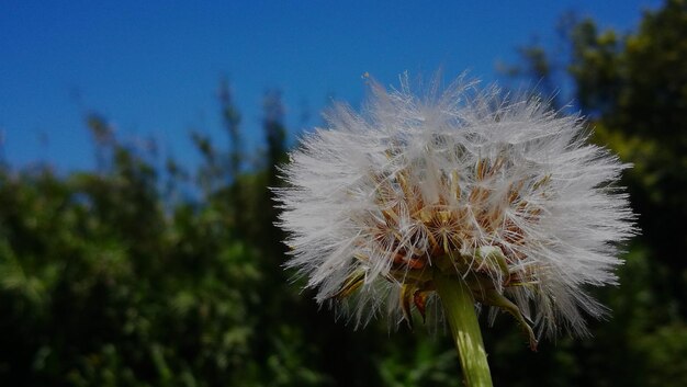 Close-up of dandelion against blurred background