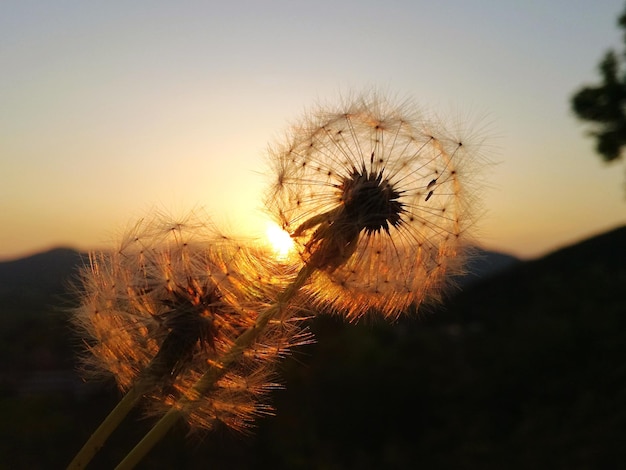 Photo close-up of dandelion against sky during sunset