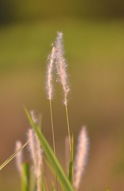 Close-up of dandelion against sky during sunset