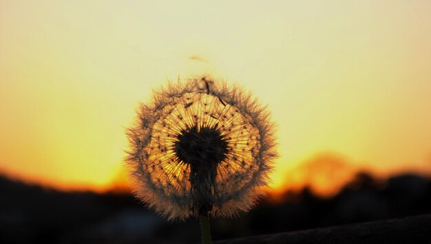Close-up of dandelion against sky during sunset