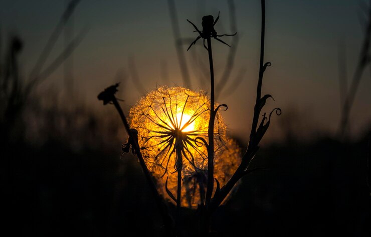 Photo close-up of dandelion against sky at sunset