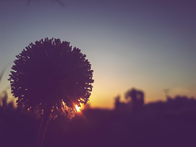 Close-up of dandelion against sky during sunset