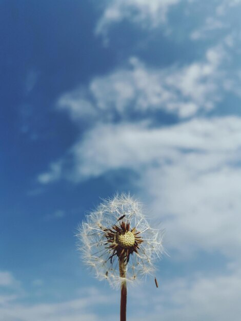 Close-up of dandelion against sky