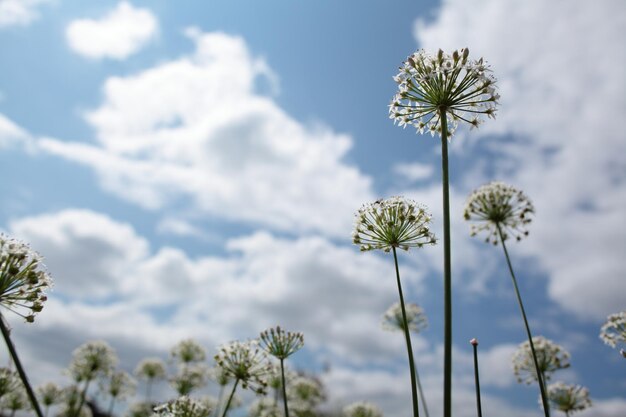 Close-up of dandelion against sky