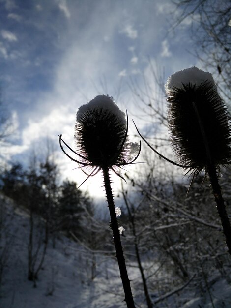 Close-up of dandelion against sky