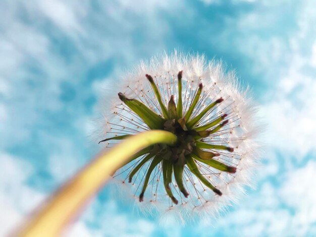 Foto prossimo piano del dente di leone contro il cielo