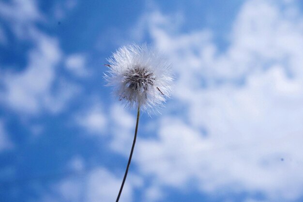 Close-up of dandelion against sky