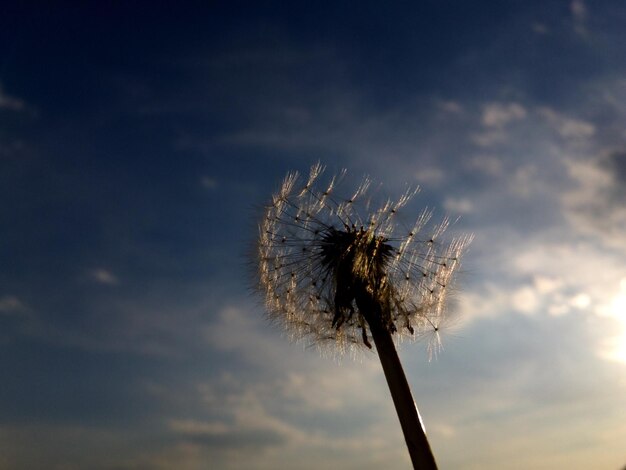 Foto close-up del dente di leone contro il cielo