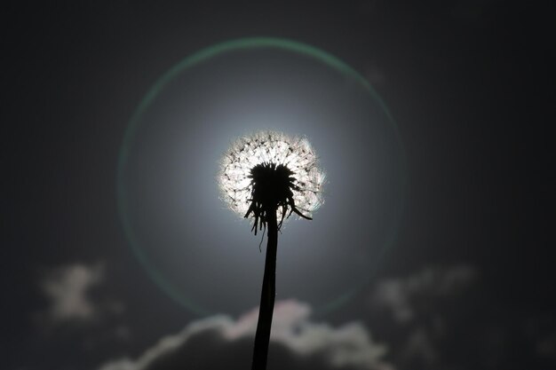 Close-up of dandelion against sky