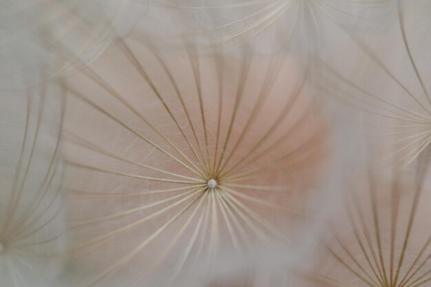 Photo close-up of dandelion against white background