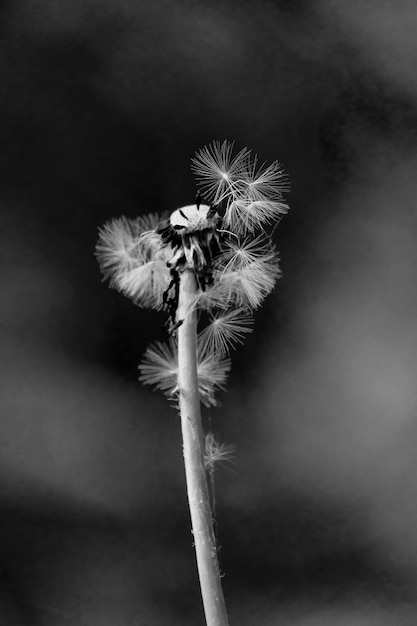 Photo close-up of dandelion against white background