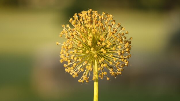 Foto prossimo piano del dente di leone contro il fiore giallo