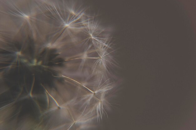 Photo close-up of dandelion on black background