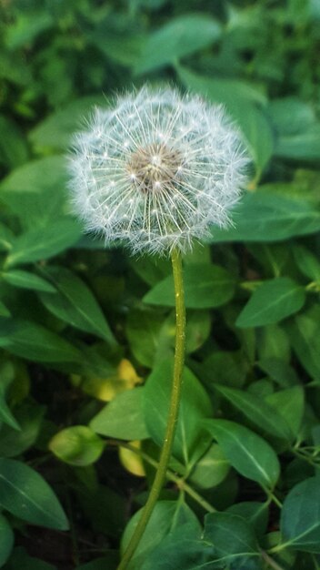 Close-up of dandelion blooming outdoors