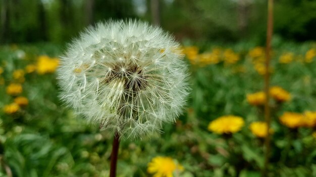 Close-up of dandelion blooming outdoors