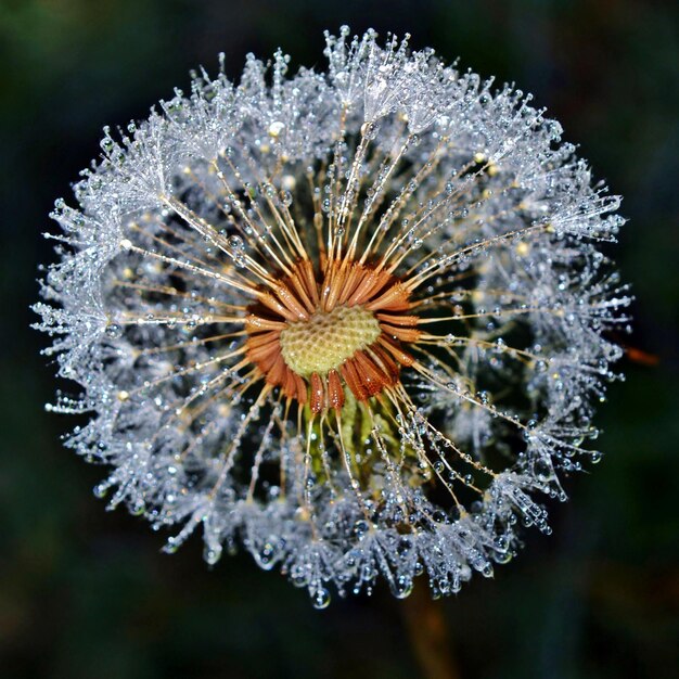 close up of a Dandelion blow ball with dew drops