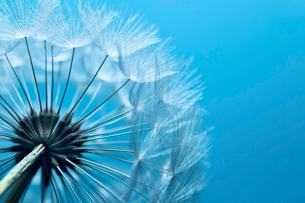 Photo close up of dandelion on the blue background generative ai