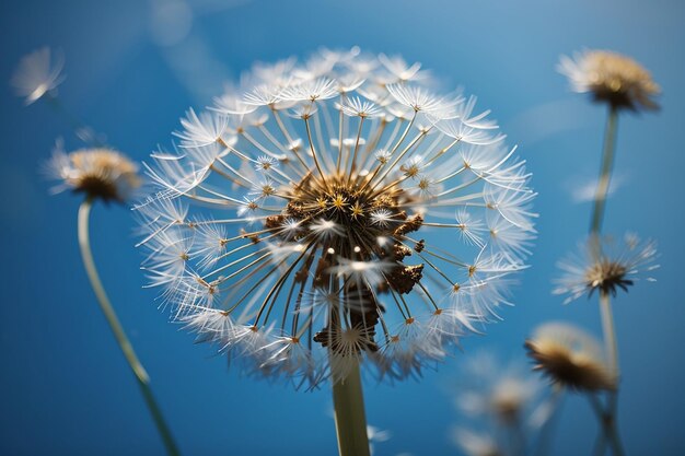 Close up of dandelion on the blue background