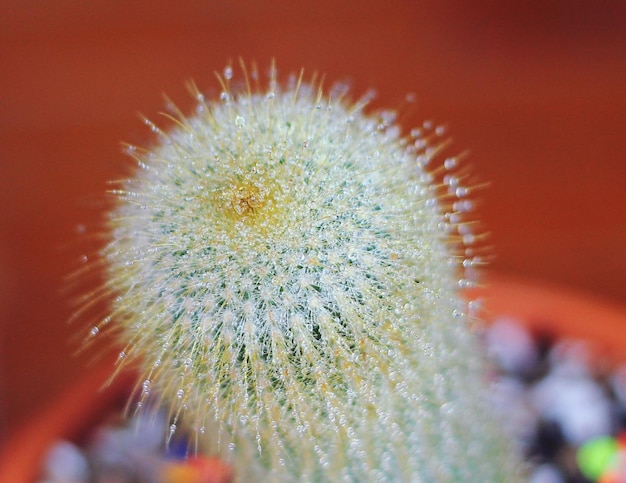 Close-up of dandelion on cactus