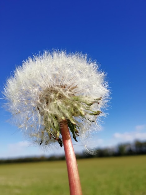 Клоуз-ап одуванчика на поле на фоне голубого неба