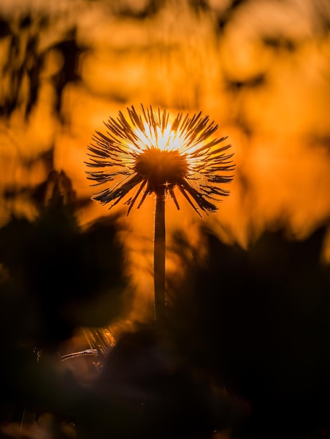 Photo close-up of dandelion on field against sky during sunset