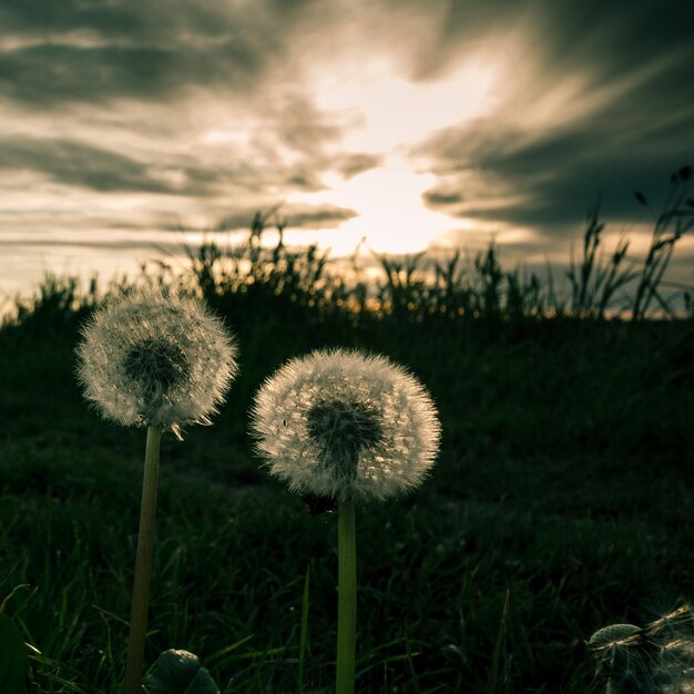 Close-up of dandelion on field against sky