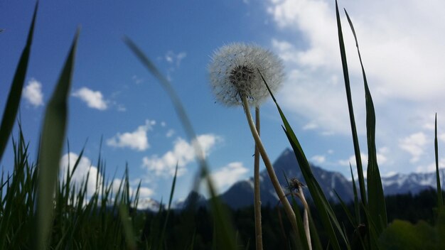 Photo close-up of dandelion on field against sky