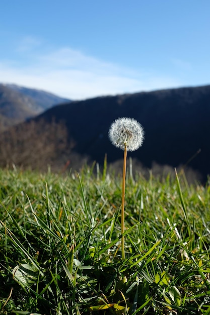 Close-up of dandelion on field against sky