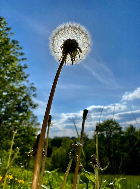 Close-up of dandelion on field against sky