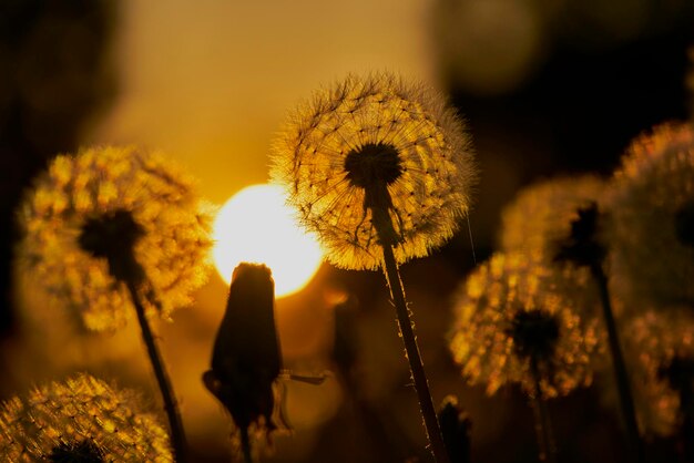 Close-up of dandelion on field during sunset