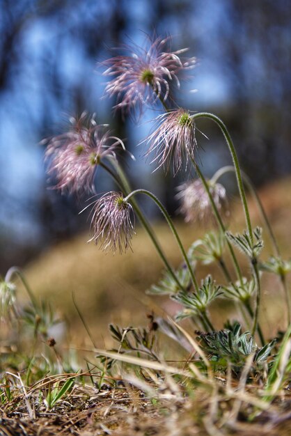 Close-up of dandelion on field