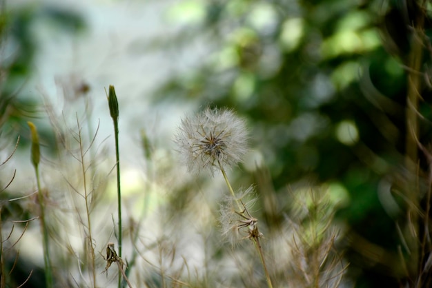 Close-up of dandelion on field