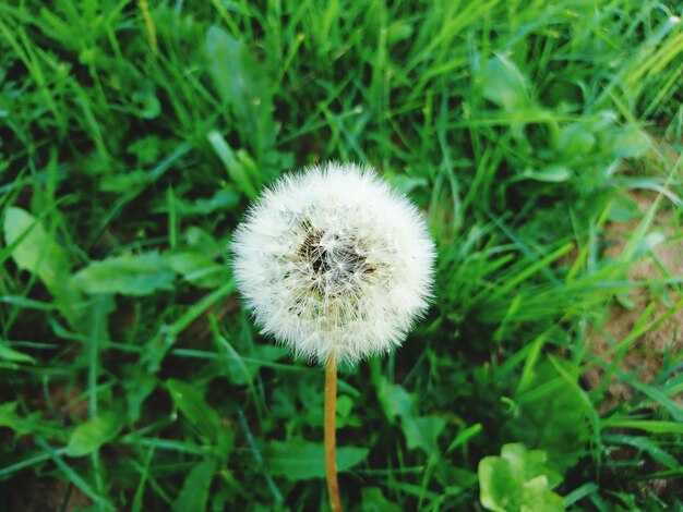 Close-up of dandelion on field