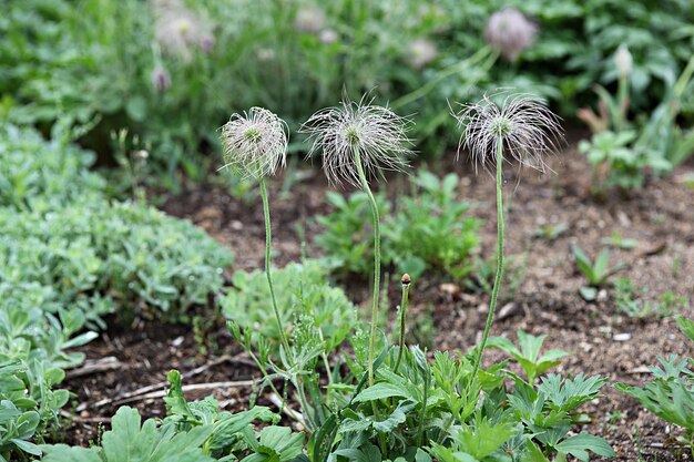 Close-up of dandelion on field