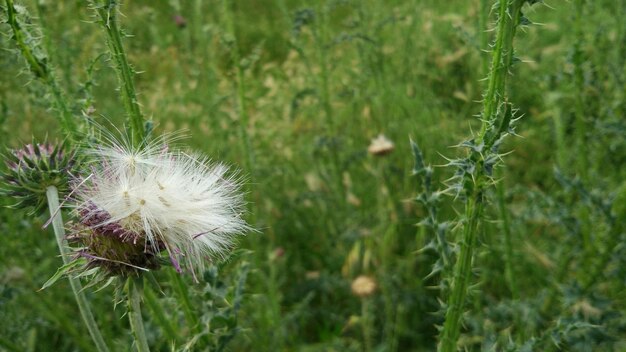 Photo close-up of dandelion in field