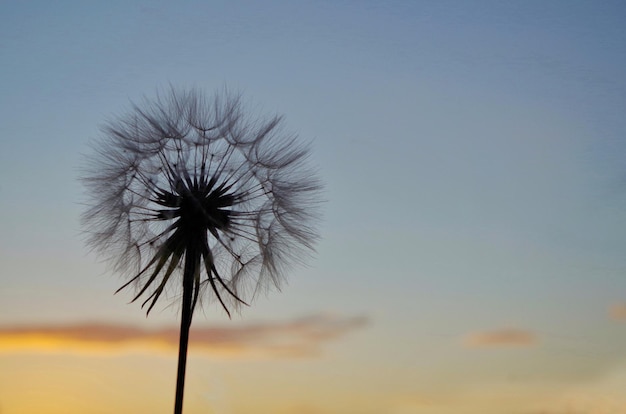 Foto close-up del fiore di dente di leone contro il cielo