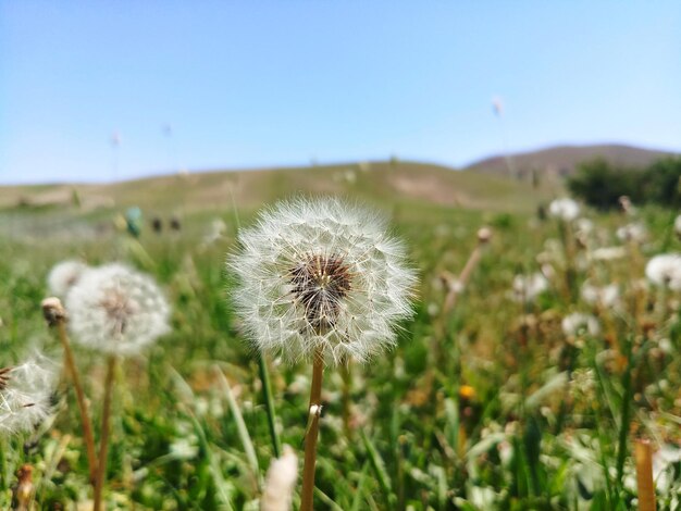 Foto close-up del fiore di dente di leone sul campo contro il cielo