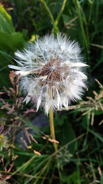 Close-up of dandelion flower on field