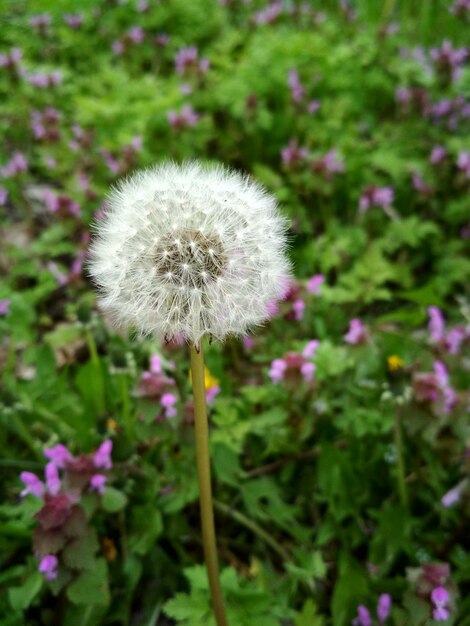 Close-up of dandelion flower on field